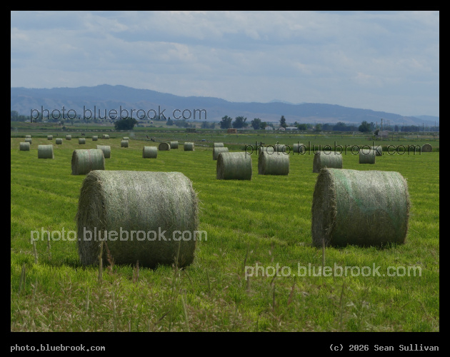 Round Bales - Corvallis MT