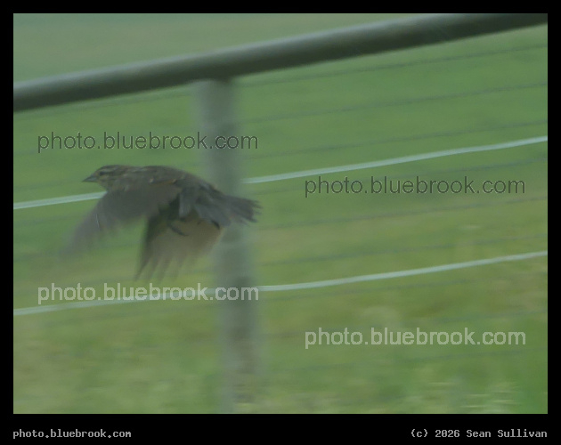 Sparrow Departure - Corvallis MT