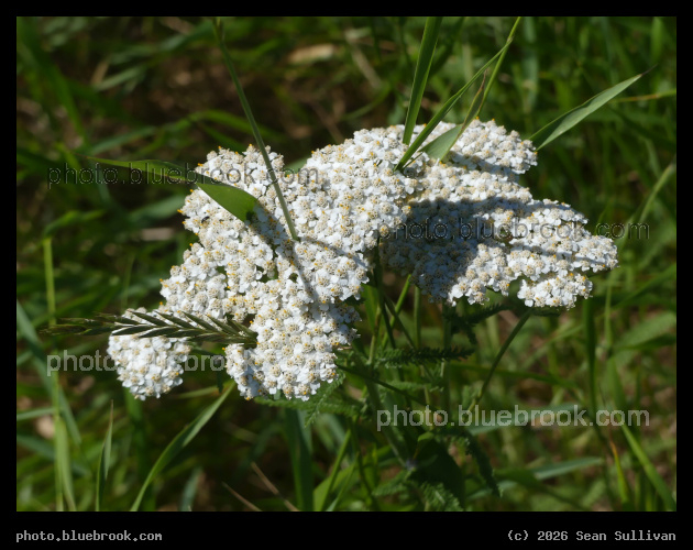 Grass in Yarrow - Corvallis MT