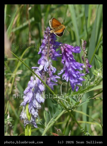 Butterfly and Purple Flowers - Corvallis MT