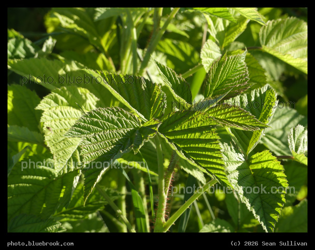 Raspberry Garden - Corvallis MT