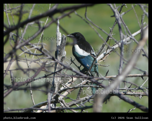 Magpie in a Maze of Branches - Corvallis MT