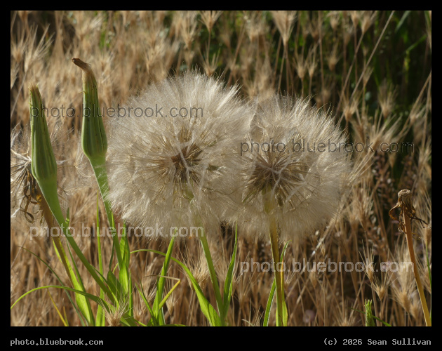Stages of Goatsbeard - Corvallis MT