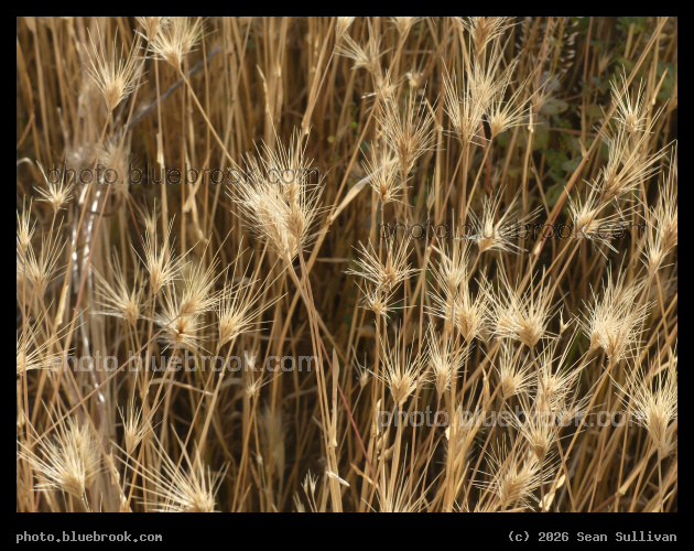 Tan Seedhead Sprays - Corvallis MT