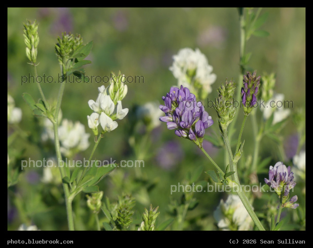 Purple and White Alfalfa - Corvallis MT