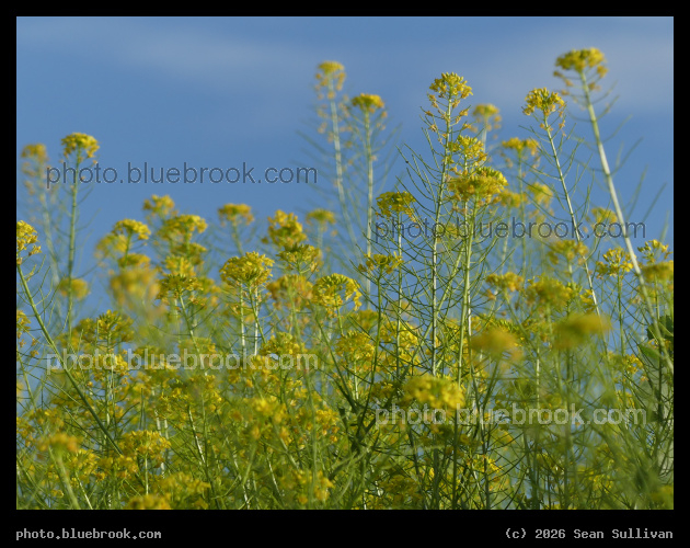 Mustard Patch - Corvallis MT