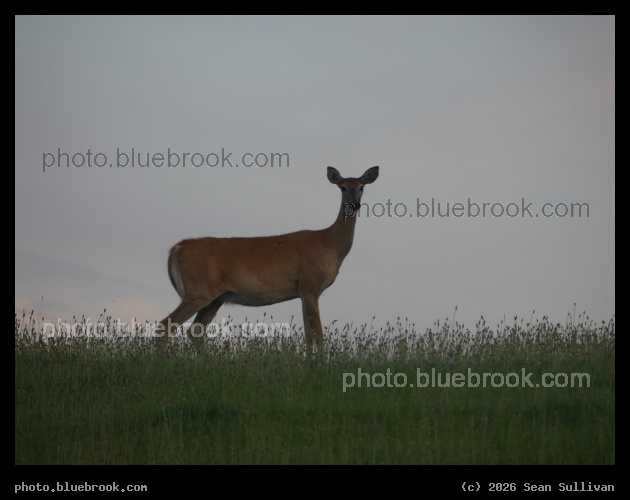 Deer in the Grass - Corvallis MT
