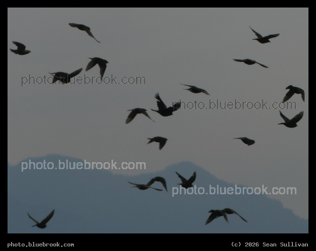 Cluster of Flying Birds - Corvallis MT