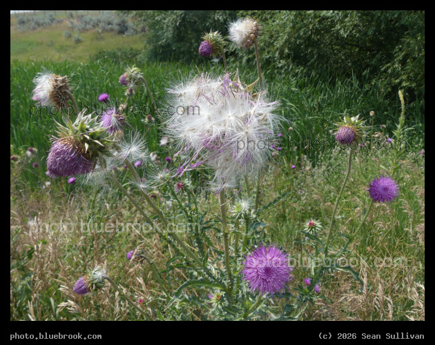 Seeding Thistle - Corvallis MT