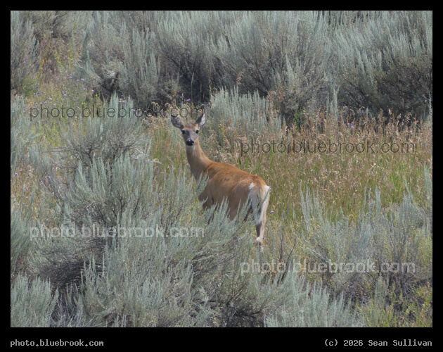 Watching Deer in Sagebrush - Corvallis MT