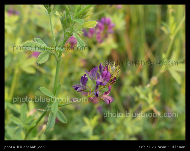 Splash of Purple - Corvallis MT