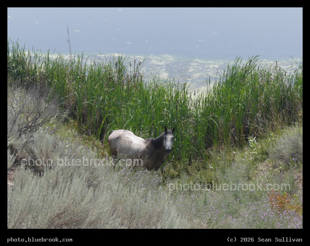 Lakeside Horse - Corvallis MT