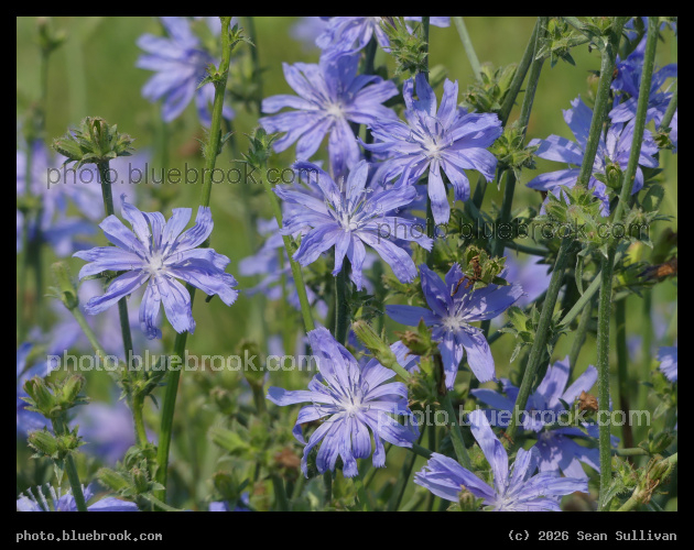 Chicory Cluster - Corvallis MT