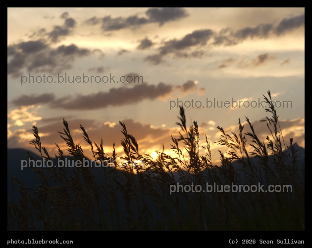 Grasses against the Sunset Sky - Corvallis MT