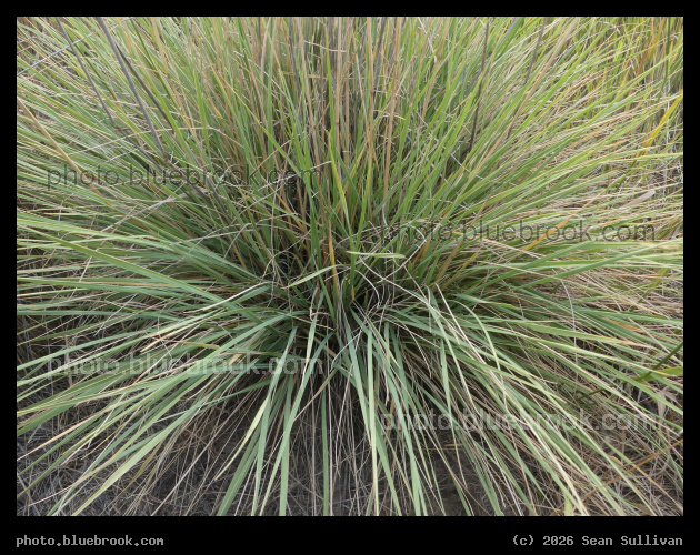 Clump of Grasses - Corvallis MT