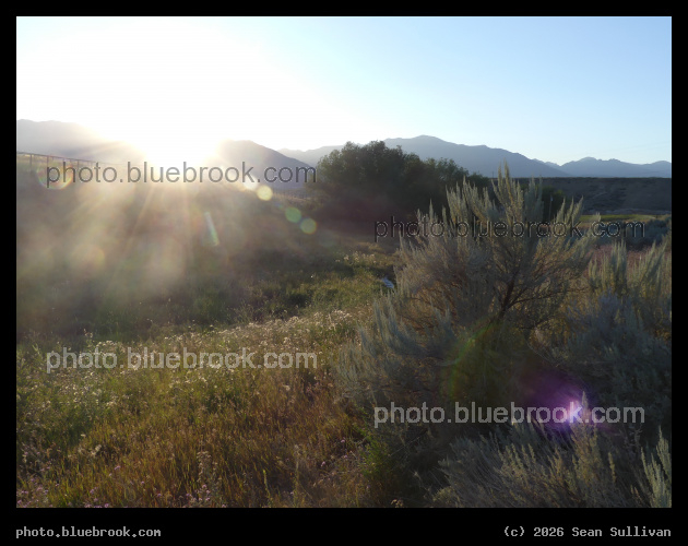 Sunlight on Meadow and Sagebrush - Corvallis MT