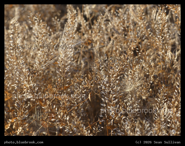 Landscape of Tan Seeds - Corvallis MT