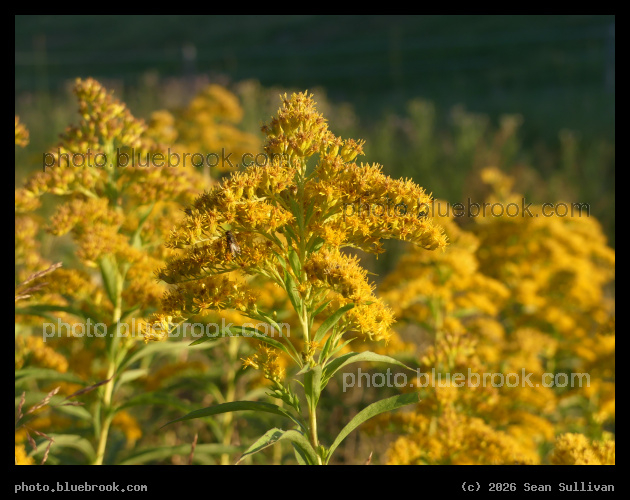 August Yellow Blossoms - Corvallis MT