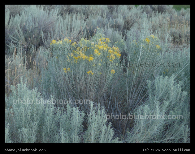 Yellow Tipped Sagebrush - Corvallis MT