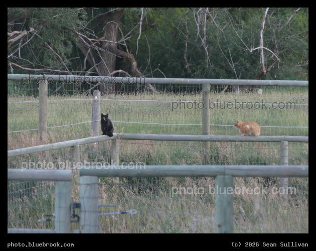 Cats on Fences - Corvallis MT