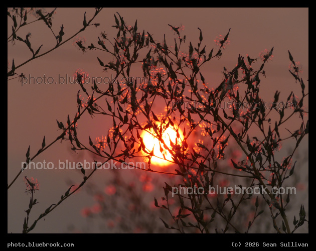 Red Light on Seeds - Corvallis MT