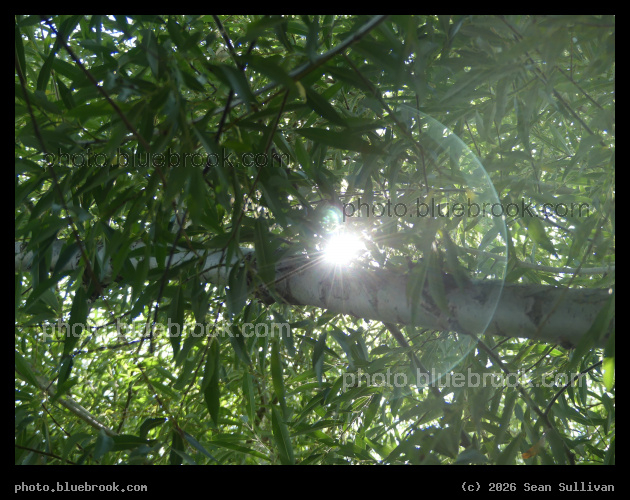 Midday Sun through Willow Branches - Corvallis MT