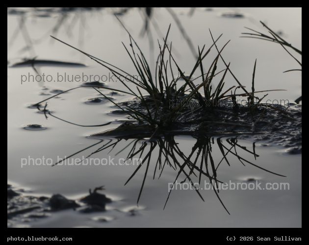 Grass in a Puddle After Rain - Corvallis MT