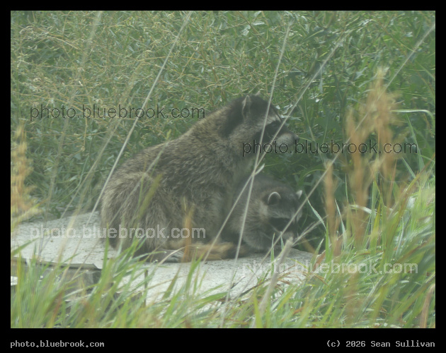 Raccoons through the Grass - Corvallis MT