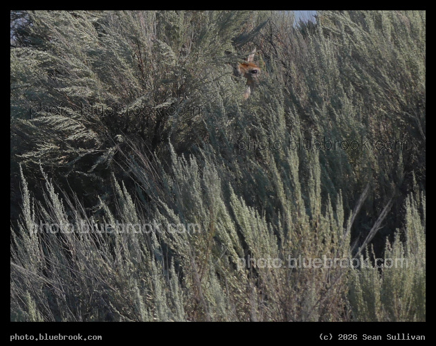 In the Sagebrush - Corvallis MT
