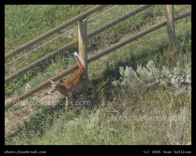 Deer by the Fence - Corvallis MT
