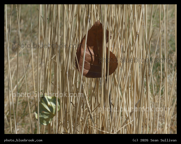 Leaves in the Grass - Lee Metcalf National Wildlife Refuge, Stevensville MT